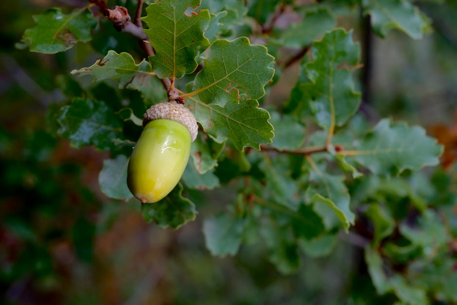 Detailed view of a flourishing green acorn on an oak tree branch, symbolizing growth.