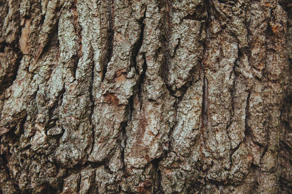 Detailed close-up of rugged oak tree bark texture, highlighting its natural patterns.